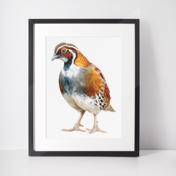 Watercolor Quail Wall Art Print, Unframed - Vibrant Nature-Inspired Home Decor - Picture 3 of 6